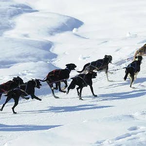 Nordic Sled Dogs - Samoëns