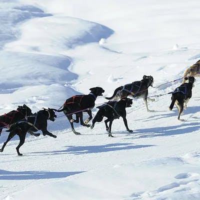 Nordic Sled Dogs - Samoëns