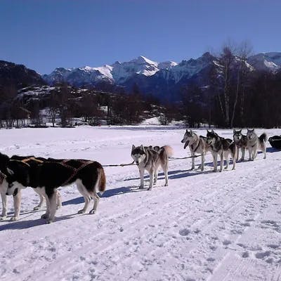 Nordic Sled Dogs - La Clusaz