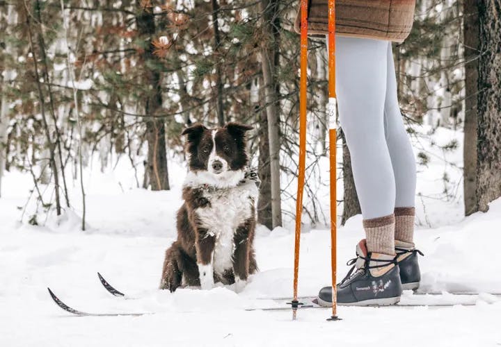 Ski de fond avec un petit chien 